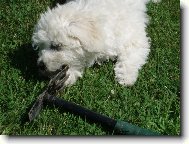 Pracuji na zahrad�