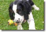 Kvido ze �ip��