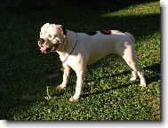 American bulldog - Army Arpor Bulldog