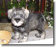 Archie pod Rozkvetl�mi plam�nky, 2 m�s�ce