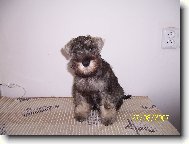 Chessie z Povod� Oharky