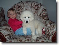 p��li� t�k�?