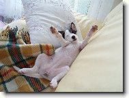 L�zinka sp�c� :)