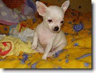 Jassinka jako �t���tko