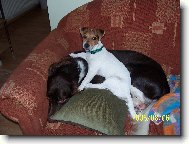 In Love Zona Bulls a Kamar�d