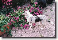 Zen�k mezi kyti�kama