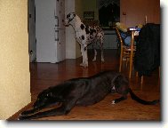 Orinek a irsk� lady DeeDee