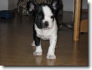 tady jsem u nov�ho p�n��ka