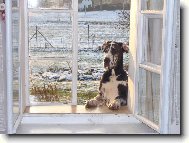 Abby - Andromeda Chotuck� hv�zda