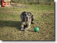 Jak jinak ne� IGOREK