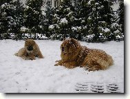 zasn�en� romance