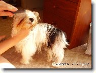 �es�n� je odporn�