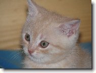 Caramelo Porubsk� kv�t