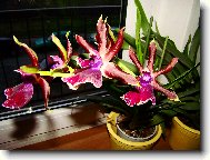orchidej - Zygopentalum
