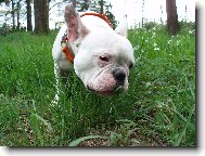 travi�ka to je dobrota