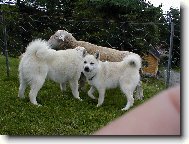 Nor�t� buhundov�