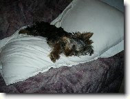 MOnty z D���na