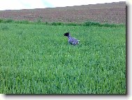 Cak z Chladn� str�n�