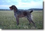 Alan z Lov�ick�ch taras�