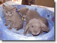 To je u�at� ko��tko?