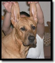 Baldey ze �pi��ku 7 m�s�c�