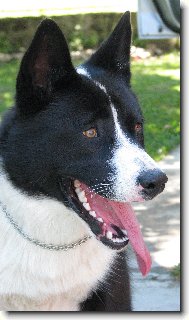 Alf ��slavsk� nad�je