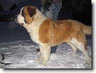 Bozsoki Harci Dirk-import ma�arsko