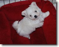 Puppy Maltese