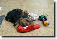 m�j mil��ekTerry