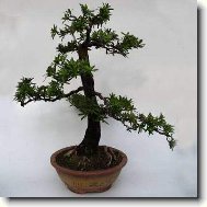 Podocarpus-Nohoplod