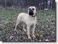 Gordon Nad�je ze Zvole