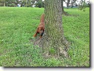 Gorb�k, jako brank��