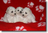 �t���tka k odb�ru