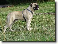 GORDON Nad�je ze Zvole