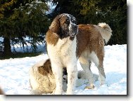 Moskevsk� str�n� pes