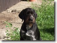 Em�r z Myslivcova dvora