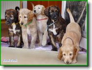 Afg�nsk� chrt �t���tka z vrhu A - Sarah Fareh: zleva Anife, Austin, Athena, Aramis a Angelina