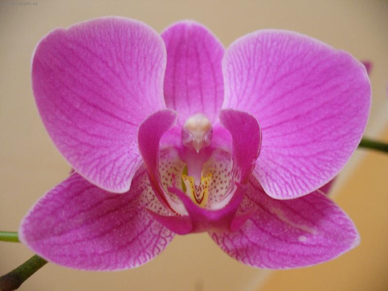 Foto: phalaenopsis