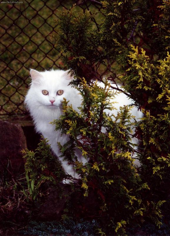 Foto: Dob�e utajen� ko�ka-dtto