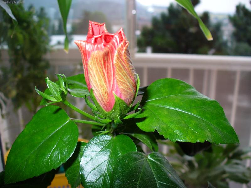 Foto: ��nsk� r��e