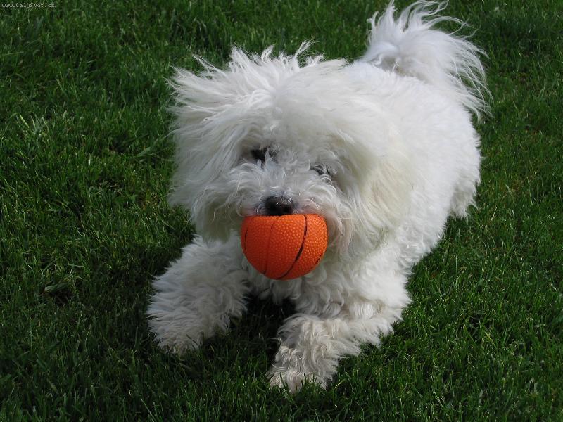 Foto: hra s m��kem