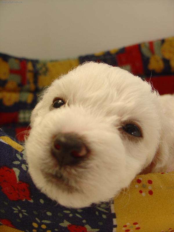 Foto: Jessie-Uz me nefotte, chci spat!