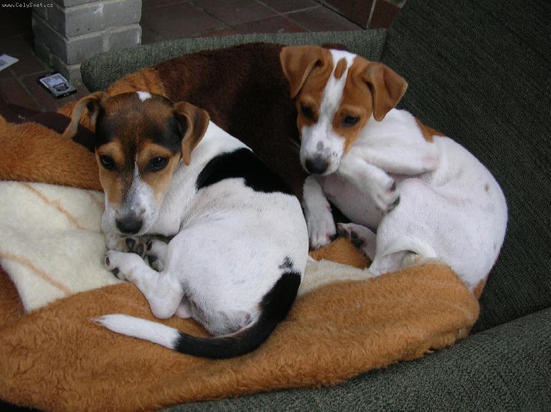 Foto: Br�chov�-Milo&Max