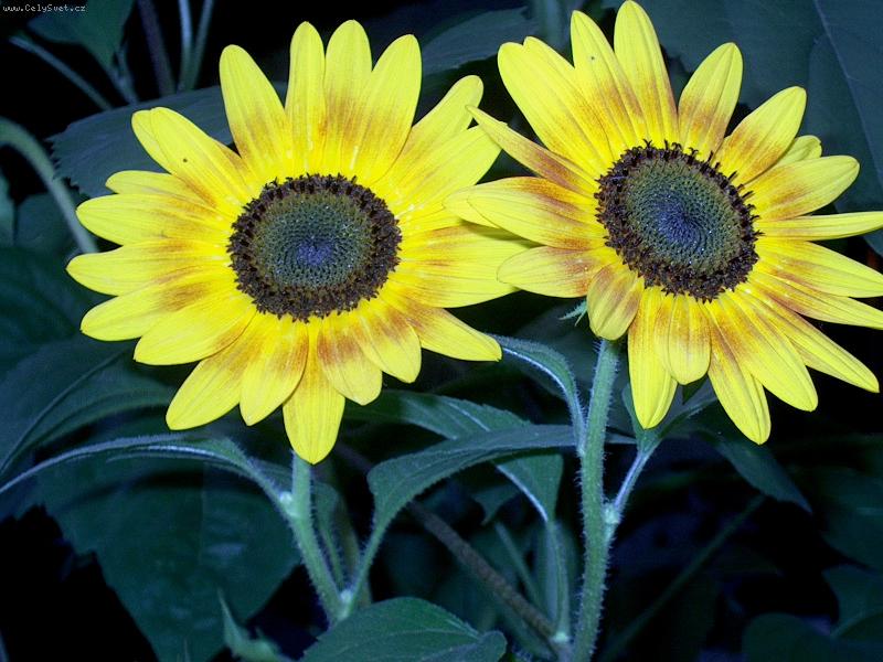 Foto: Dvojit� slun��ko..-moje nejmilej��