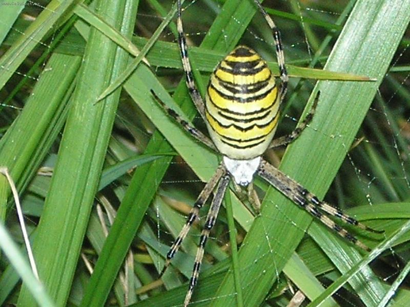 Foto: Pavouk-Nový středomořský druh :P