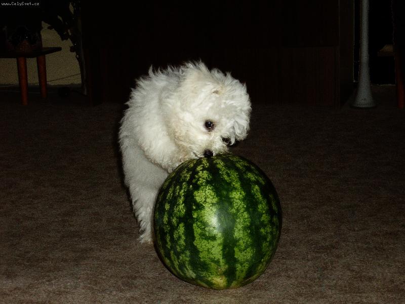 Foto: Dvoukilov� Nickolka vs. �estikilov� meloun:)-Dvoukilov� Nickolka vs. �estikilov� meloun:)