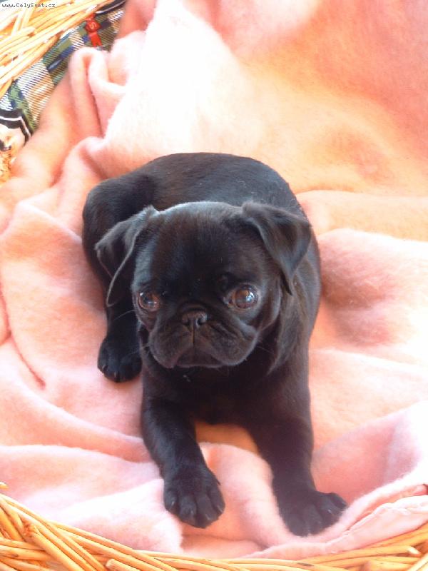 Foto: Tak tohle je muj novy domov-6 tydenni mazlicek