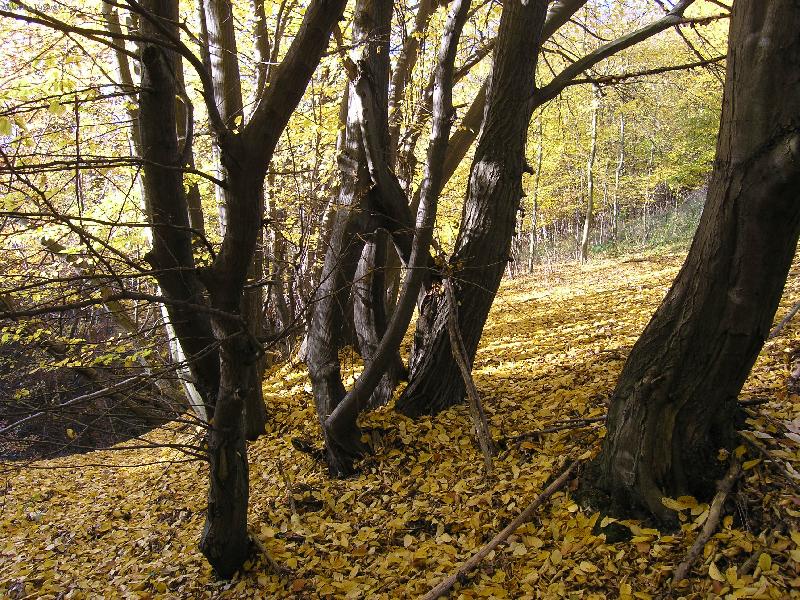 Foto: stromy-podzim