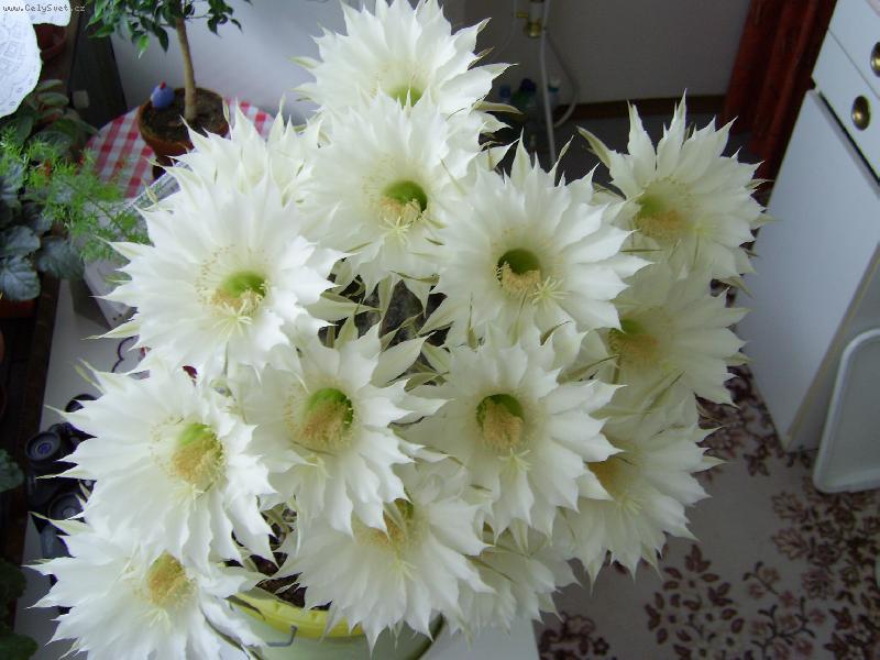Foto: Náš kaktus - 14 květů