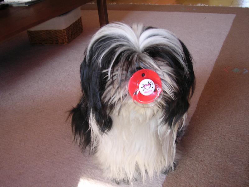 Foto: Moje shi-tzu-Cuml�m cuml�m dud�lek